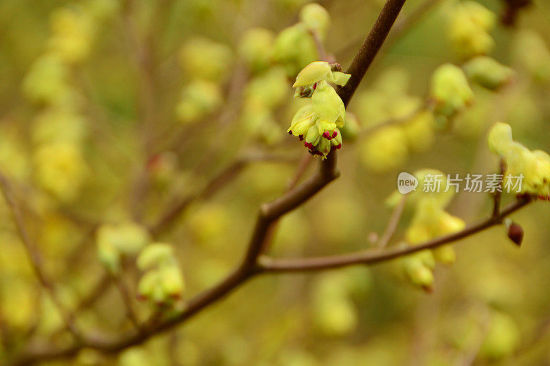 corylopsis pauciflora